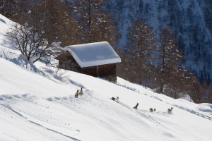 Parco Nazionale Stelvio