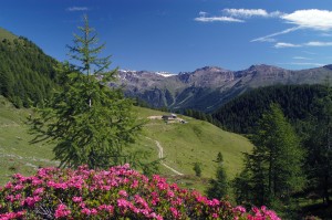 Malga Comasine Val di Pejo