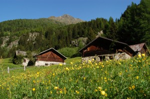 Parco Nazionale dello Stelvio Val di Pejo